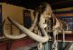 El mamut de Ecatepec regresó a casa, en renovado espacio museográfico
