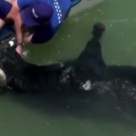 Durante un cruel festejo popular en España, toro muere ahogado (video)