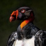 Sheinbaum y la 4T, sí “carroñean” con los desaparecidos