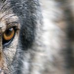¿Acaso un soplido del lobo feroz, para anular la elección y prolongar su mandato?