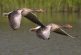 Humedales: Protección y conservación de la biodiversidad