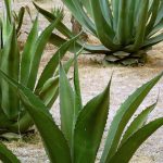 ‘Échale piquete’, por Once Digital, donde el pulque es el protagonista