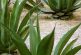 'Échale piquete', por Once Digital, donde el pulque es el protagonista