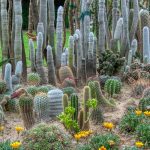 Las cactáceas, las especies más emblemáticas de México y más cotizadas a nivel mundial