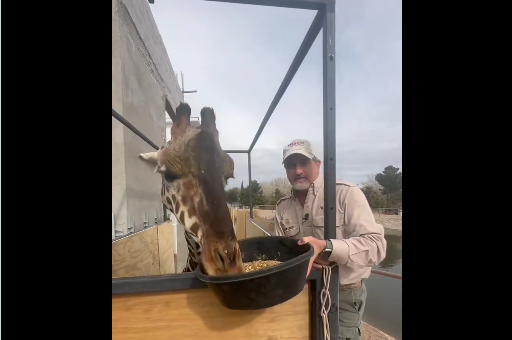 Captura de video @AfricamSafari