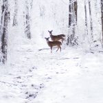 Brutal invierno en Noruega; los animales se congelan mientras caminan (video)