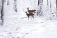 Brutal invierno en Noruega; los animales se congelan mientras caminan (video)