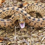 Ya tenemos en México al huevo de la serpiente