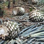 La industria del tequila, importante generadora de empleos en México