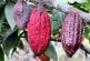 Los impactos del cambio climático afectan la producción del cacao: Se tienen menos frutos, de menor calidad y hay mayor riesgo de plagas