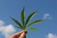 La actual política de cannabis necesita cambiar: Investigadora del CIDE
