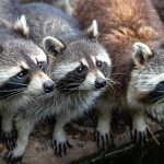 Operación “mapache”, ¿con los apoyos del narco?