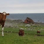 Impactos del gusano barrenador en la frontera sur; en alerta Chiapas y Tabasco