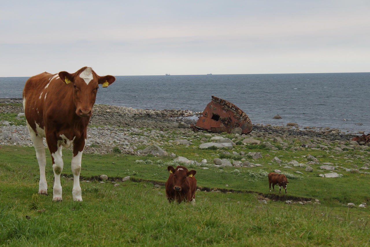 Foto: steinaarsland