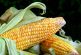 ❝Los maíces híbridos no ponen en peligro las variedades criollas❞: Consejo Nacional Agropecuario