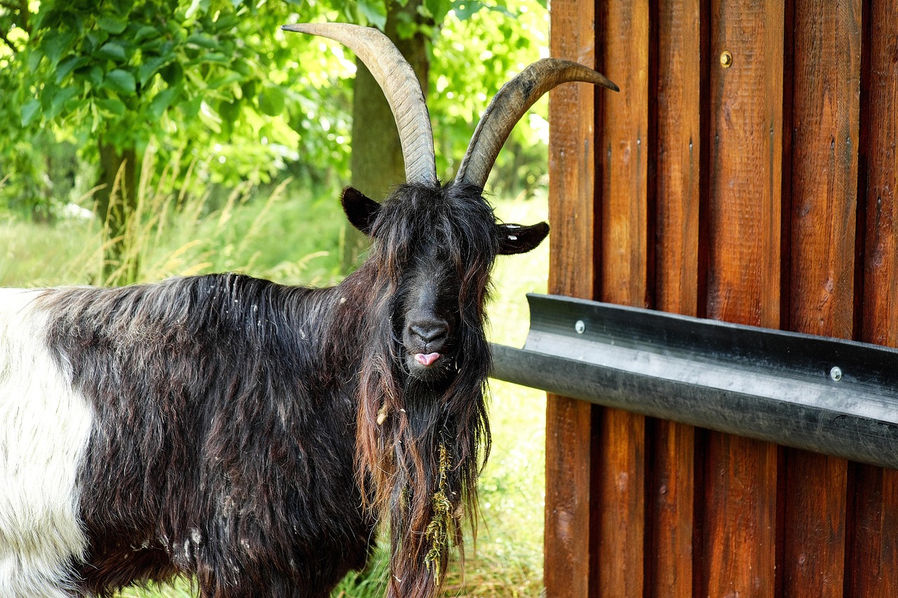 CHIVO
