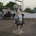 Sesión solemne en San Lázaro, para conmemorar el 'Día Nacional del Charro'