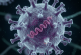 El virus del sarampión 