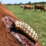La propagación de la plaga del gusano barrenador impacta en la seguridad, comercio y confianza entre regiones y países: Kenia López