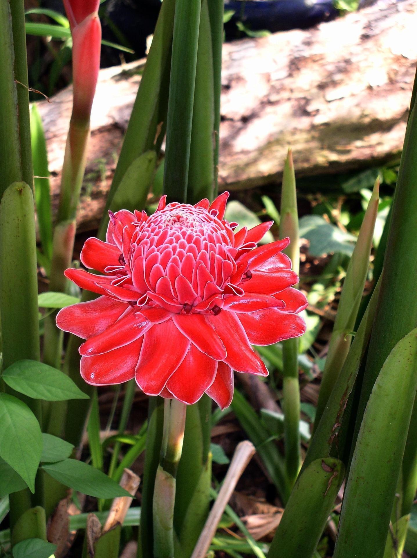 FLOR, Proteómica/ GodImage en Pixabay/