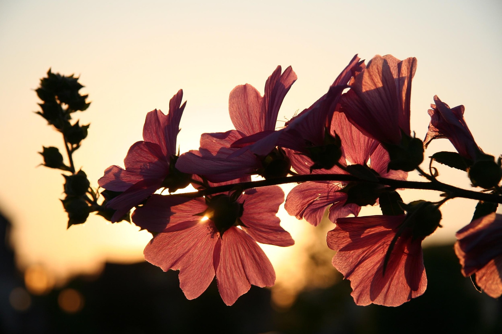 hesnikof en Pixabay