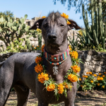 Xoloitzcuintle, símbolo de identidad cultural