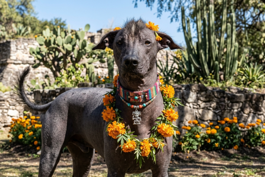 Xoloitzcuintle, símbolo de identidad cultural