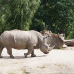 Entre el milagro científico y la extinción: Las dos realidades del rinoceronte blanco