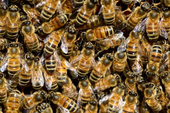 Apicultores mexicanos acusan dumping de Asia y omisión en la regulación de plaguicidas letales