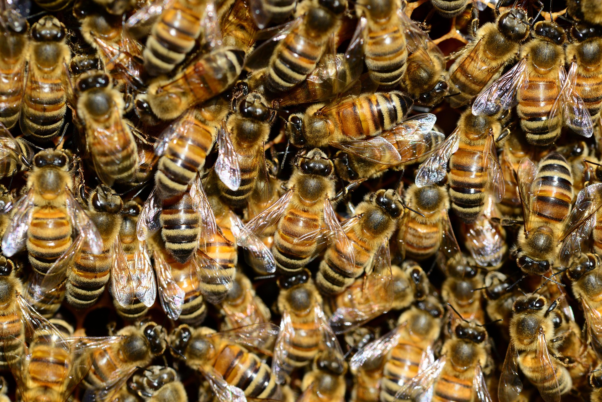 abejas/ PollyDot en Pixabay