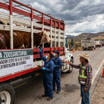 Alarma en el campo: El gusano barrenador asfixia la ganadería mexicana y frena exportaciones a EU