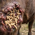El regreso del gusano barrenador: La plaga que sitió a México