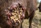 El regreso del gusano barrenador: La plaga que sitió a México