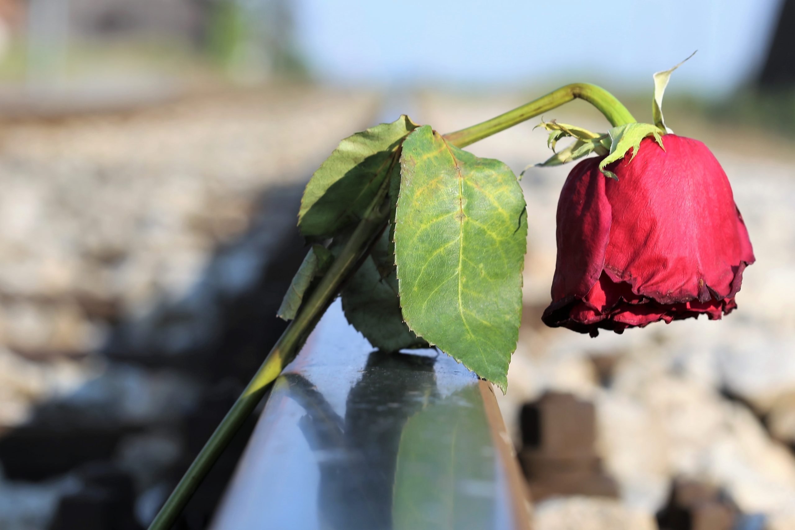 suicidio/ Goran Horvat en Pixabay