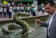 ¿Culebra en el agua?: El 